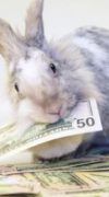 depositphotos_28362831-stock-video-rabbit-eating-dollar-bills-in