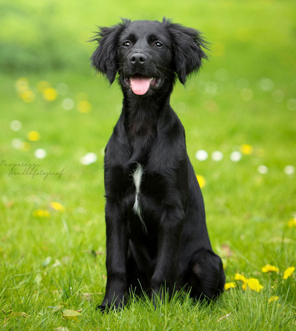 Bekijk alle asielhonden