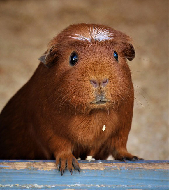 Bekijk cavia's