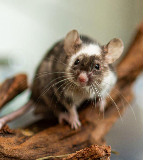 Bekijk andere knaagdieren